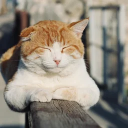 Foto von Kater Luis
