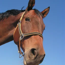 Foto von Wallach Apollo